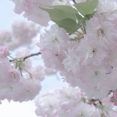 Furry绘画动态表现FurryQQ群